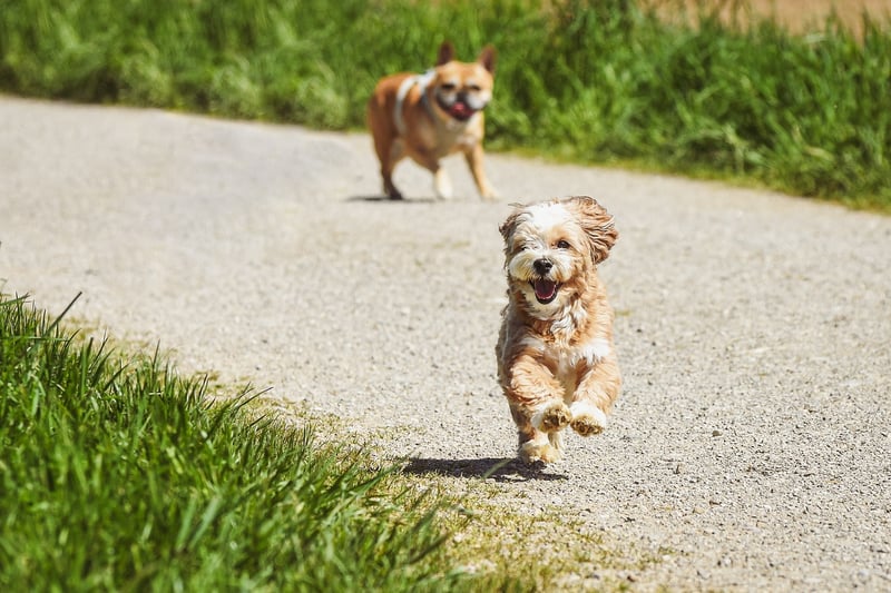 Mindful Running